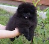 Рокси Свит Из Созвездия Мечты