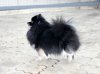 Даймонд Оф Май Сол Патриция