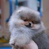 Liora-Pom-De-Lyu-Zhaklin-Byuti-Littl
