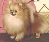 Millamor's Mascot Of Dixieland