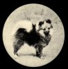 Shelton Sable Atom 
