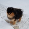 Амбер Миракл Валиант Найт