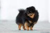 Je T'aimes My Pupps