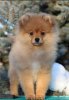 Foxfuture Elegance Of Spring