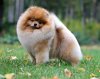 Shining Pom Extremely Loved And Handsome