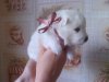 Жан Из Сибирского Княжества