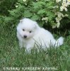 Юниверс Фантазм Иоко
