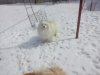 Топ-Доллс Чендлер