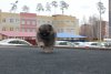 Ауринг Фокс Вирджиния Стар