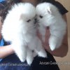 Алисия Снежная Забава