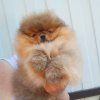 Элемент Роскоши Цыпочка
