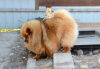 Элемент Роскоши Жетэм