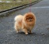 Восьмой Элемент Цветана Эприкот