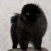 Престиж Чудо Пом От Шукур