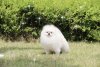 Marchmaro Of Funpuppy