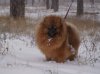 Кураж Светланы Искорка