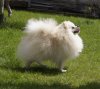 Show Dynasty White Lion Of Athens Kennel