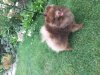 Ангел Майстер Рафаэль
