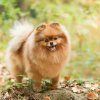 Амига Асторио Доминика