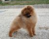 Zippo's Pom Anything N Everything