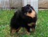Zippo's Pom The Black Widow