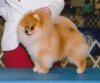 Posh's The Martial Artist