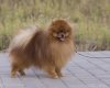 Vegas Breeze Of Wind