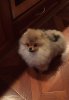 Анна Пом Лавли Теддисан