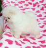 New's Pomeranian Poe Poe