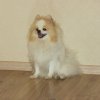 Квин Ю Дримс