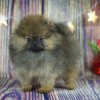 Жемчужная Империя Тея Стар