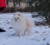 Тейси Лав Вельвет Кисс Ми Вилли
