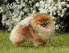 Full Housedom Truffeldog Rare