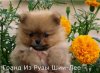 Гранд Из Рузы Шии-Лее
