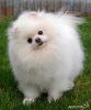 New's Pomeranian Edition