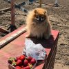 Юргадан Злак