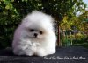 Pride Of Pom Glamor Lady For Apollo Alvares