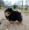 Лиора Пом Де Лю Бефана Киоки Кэтти