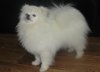 New's Pomeranian Sunsun