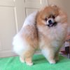 Fluke Pom's Pentor