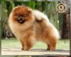 Sunryze Poms Music Maker Of Lenette