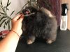 Kardashianpoms Bring My Crown Back