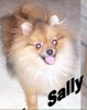Finch's Sally Sue Of Park Avenue