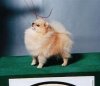 Dochlaggie Deity