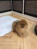 Эллисон Голден Флис Из Вестландии