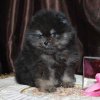Мейд  Гоу Ва-Банк Из Вестландии
