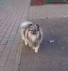 Аксессуар Брук Тиссен