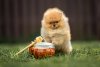 Winnie Pooh Magic Agent