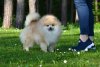 Melang Fluffy Kiss