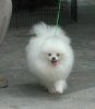 Canton Fair Invader